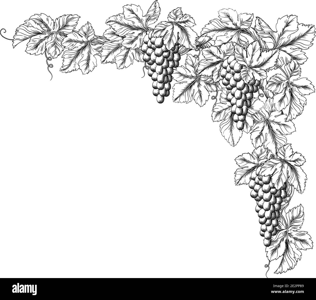 grape vine border vector