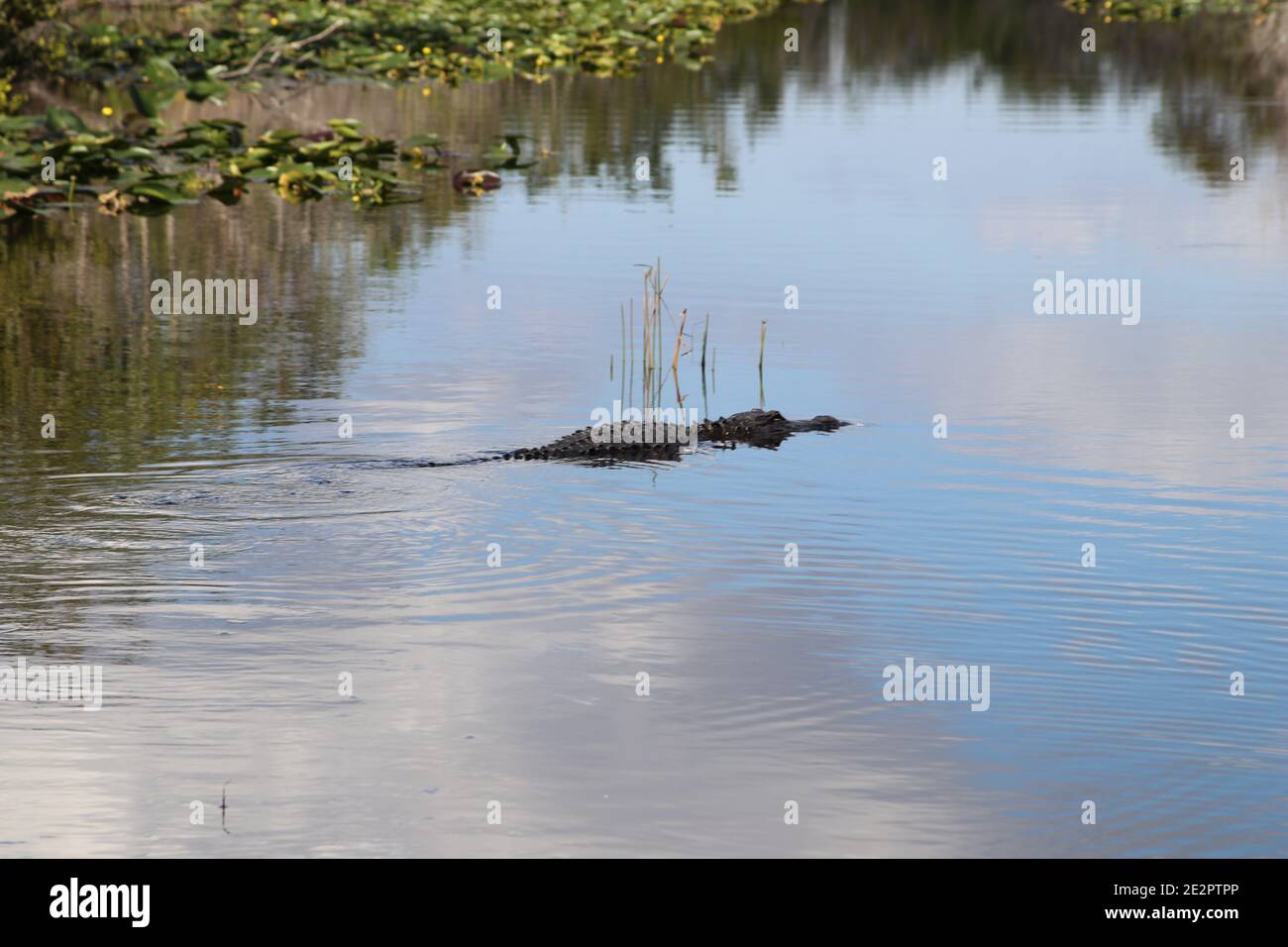 American Crocodile swimming in a swamp, Everglades National Park, Florida, USA Stock Photo