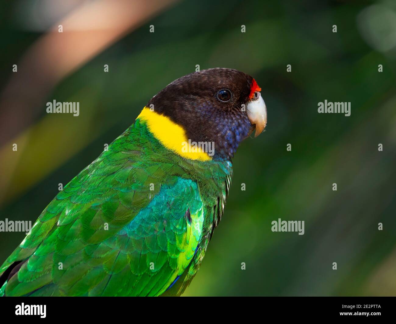 Twenty-eigth Parrot, Bamardius semitorquatus, an Australian Ringneck Parrot. Stock Photo