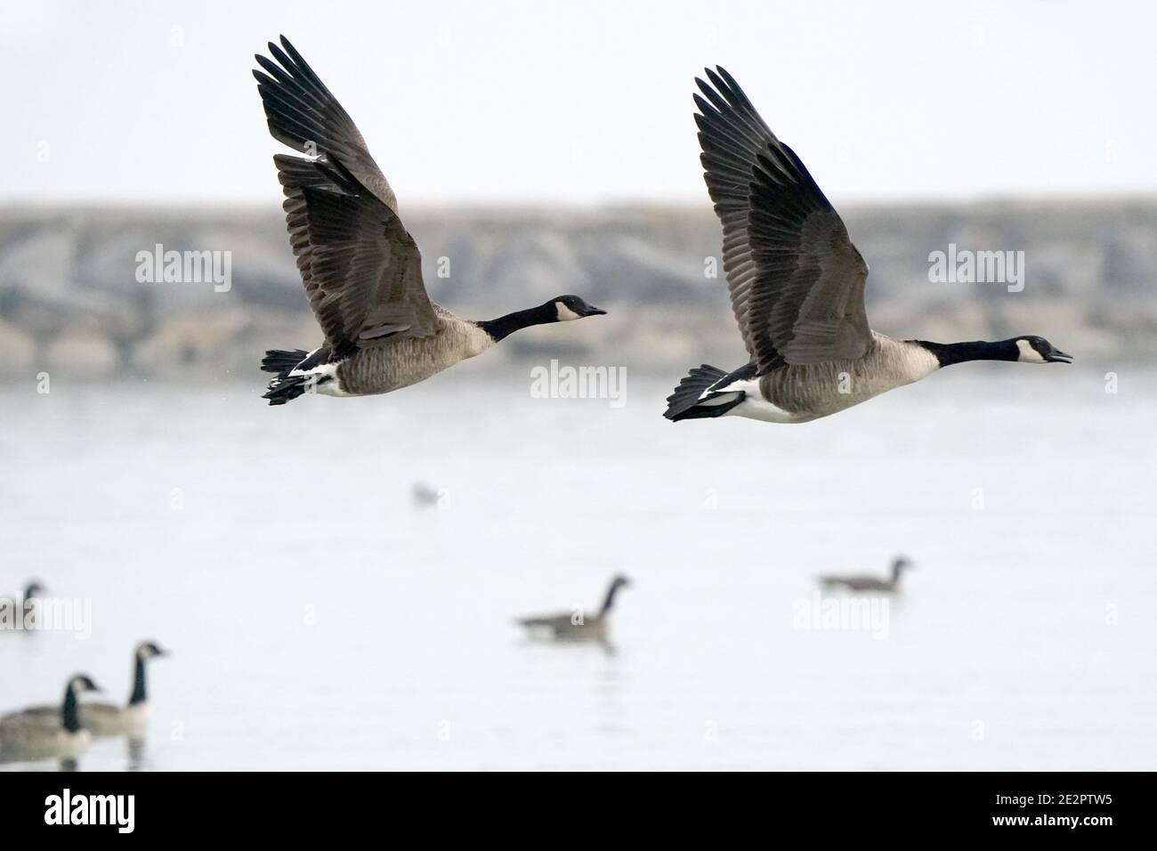 Canada Geese at lake in winter Stock Photo