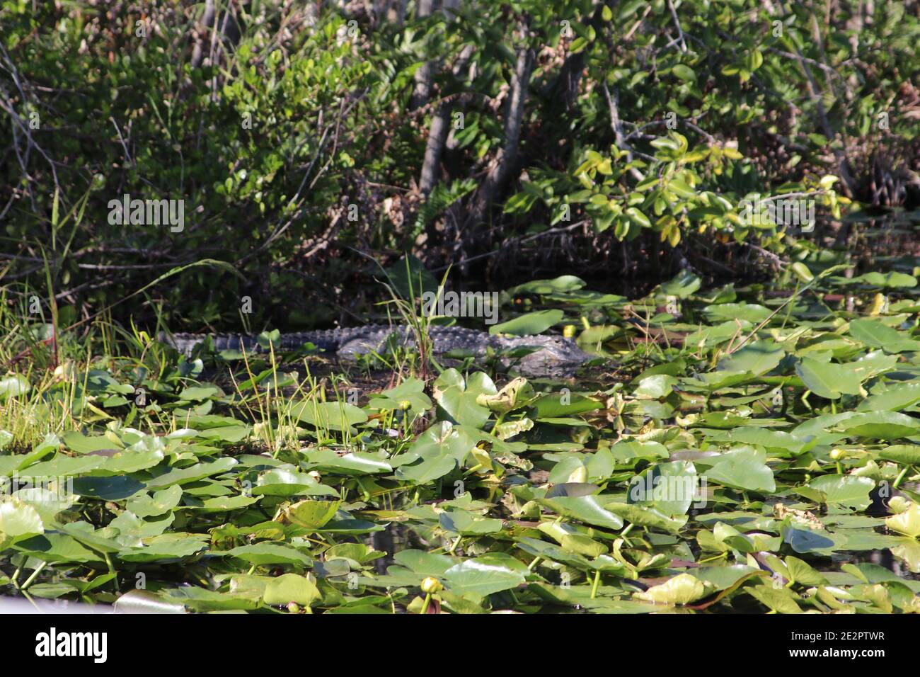 American Crocodile swimming in a swamp, Everglades National Park, Florida, USA Stock Photo