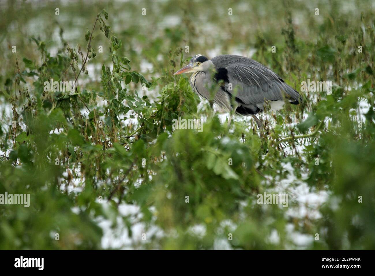 Berlin, Germany. 14th Jan, 2021. A gray Heron on a snow-covered meadow in Dahlem-Dorf in Berlin. (Photo by Simone Kuhlmey/Pacific Press) Credit: Pacific Press Media Production Corp./Alamy Live News Stock Photo