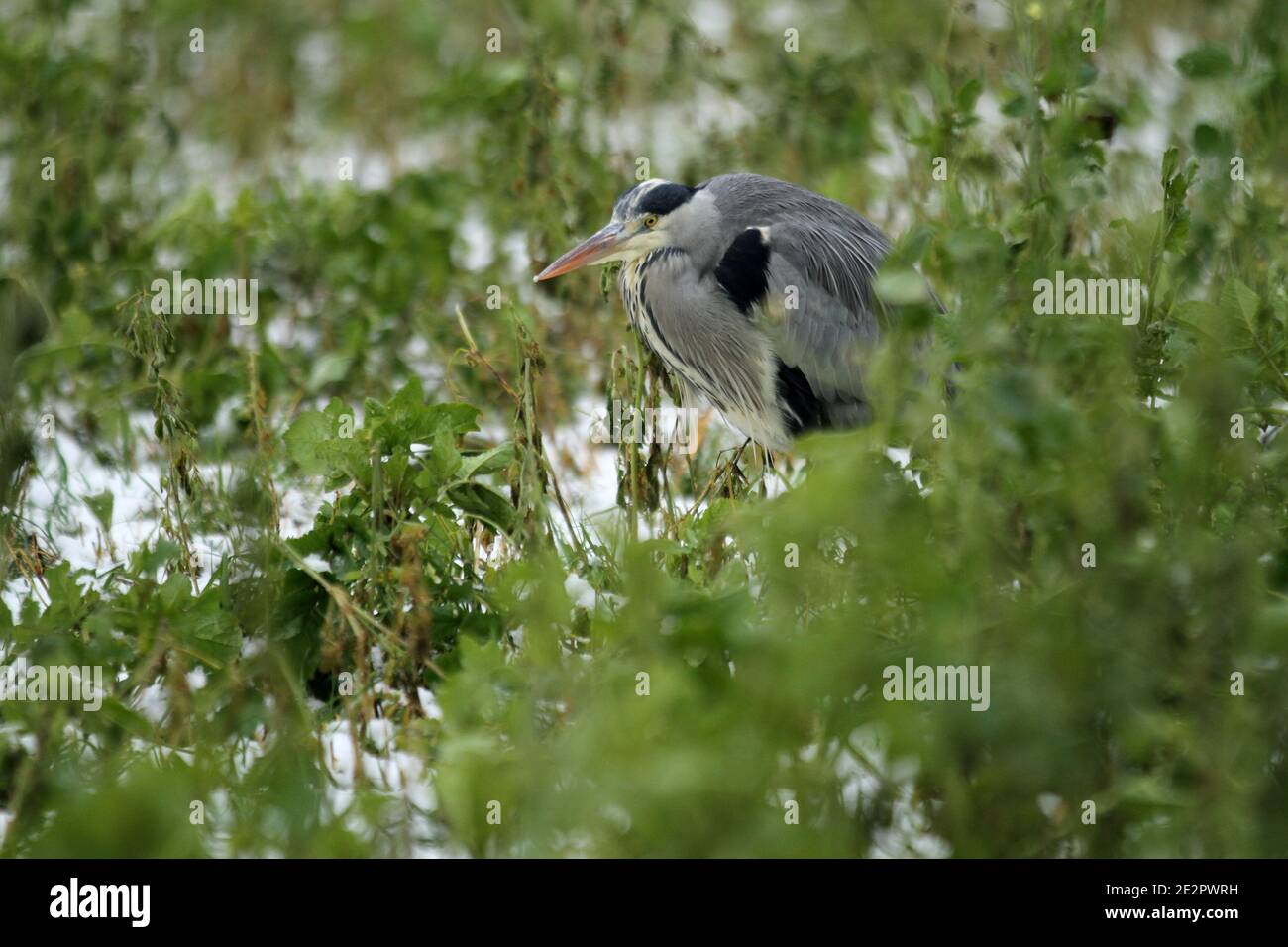 Berlin, Germany. 14th Jan, 2021. A gray Heron on a snow-covered meadow in Dahlem-Dorf in Berlin. (Photo by Simone Kuhlmey/Pacific Press) Credit: Pacific Press Media Production Corp./Alamy Live News Stock Photo