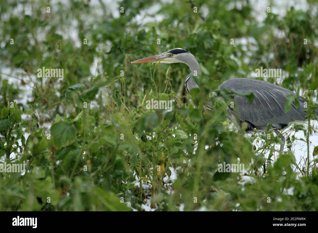 Berlin, Germany. 14th Jan, 2021. A gray Heron on a snow-covered meadow in Dahlem-Dorf in Berlin. (Photo by Simone Kuhlmey/Pacific Press) Credit: Pacific Press Media Production Corp./Alamy Live News Stock Photo