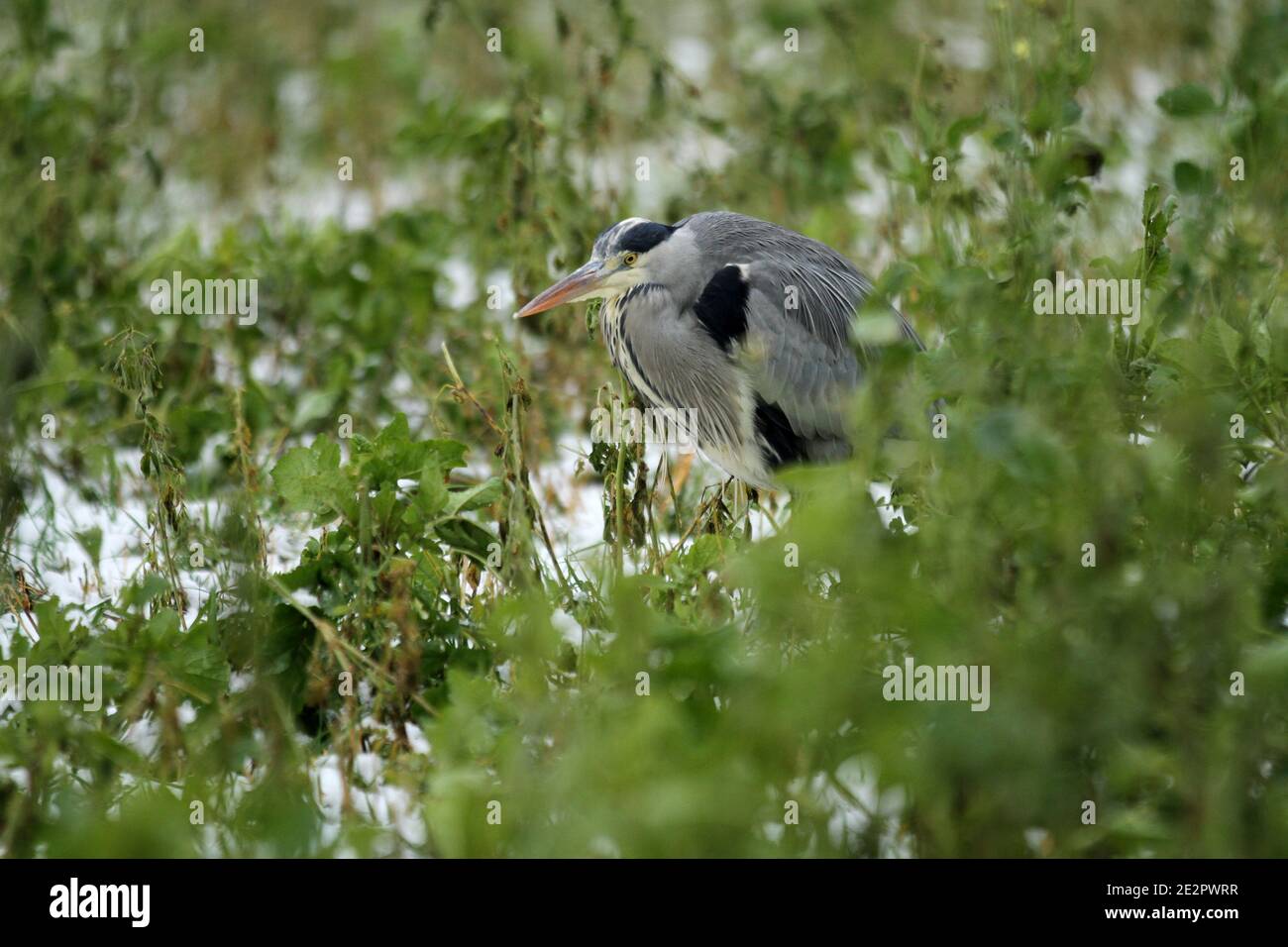 Berlin, Germany. 14th Jan, 2021. A gray Heron on a snow-covered meadow in Dahlem-Dorf in Berlin. (Photo by Simone Kuhlmey/Pacific Press) Credit: Pacific Press Media Production Corp./Alamy Live News Stock Photo