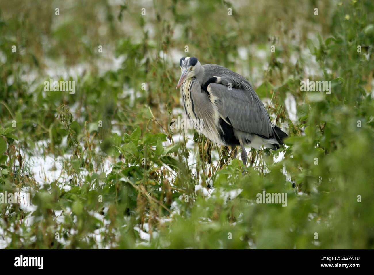 Berlin, Germany. 14th Jan, 2021. A gray Heron on a snow-covered meadow in Dahlem-Dorf in Berlin. (Photo by Simone Kuhlmey/Pacific Press) Credit: Pacific Press Media Production Corp./Alamy Live News Stock Photo