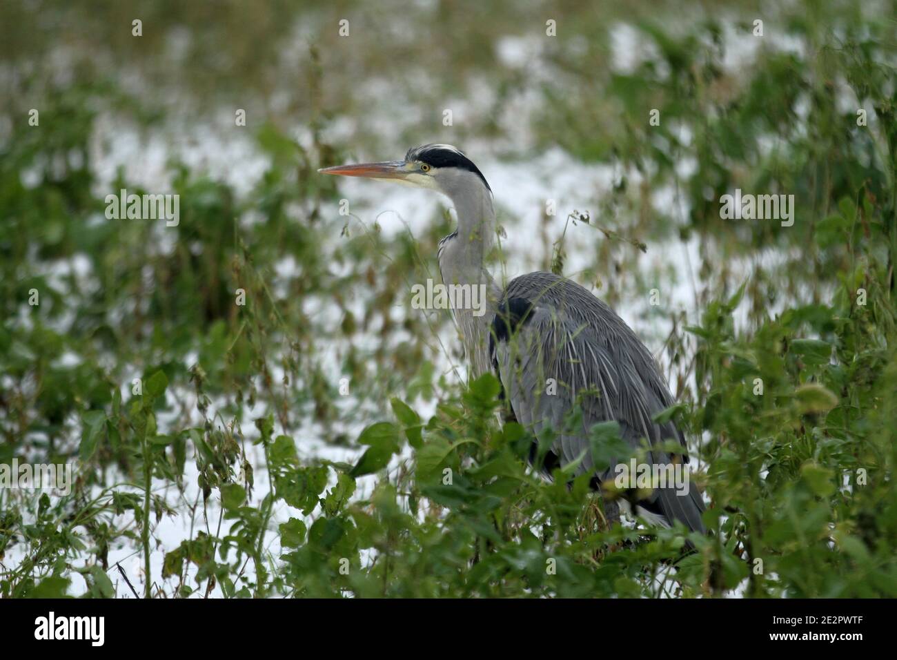 Berlin, Germany. 14th Jan, 2021. A gray Heron on a snow-covered meadow in Dahlem-Dorf in Berlin. (Photo by Simone Kuhlmey/Pacific Press) Credit: Pacific Press Media Production Corp./Alamy Live News Stock Photo