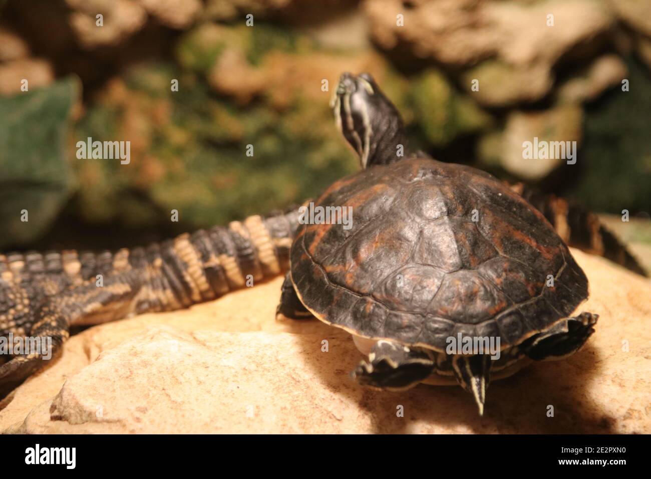 Turtle on a rock, Everglades National Park, Florida, USA Stock Photo