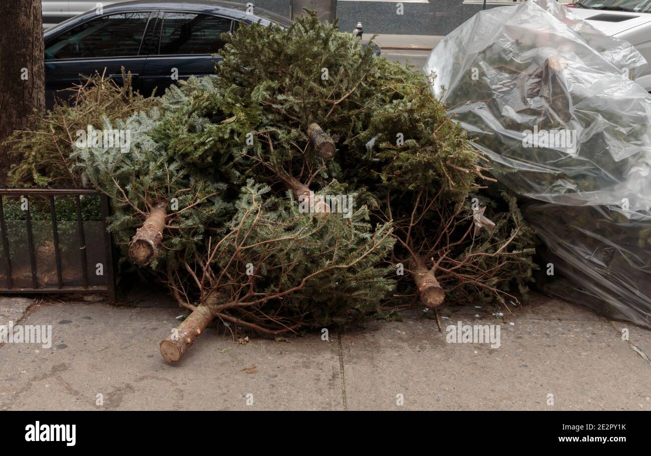 a pile of old christmas trees left on a curb of the sidewalk to be picked up as garbage, an annual holiday ritual Stock Photo