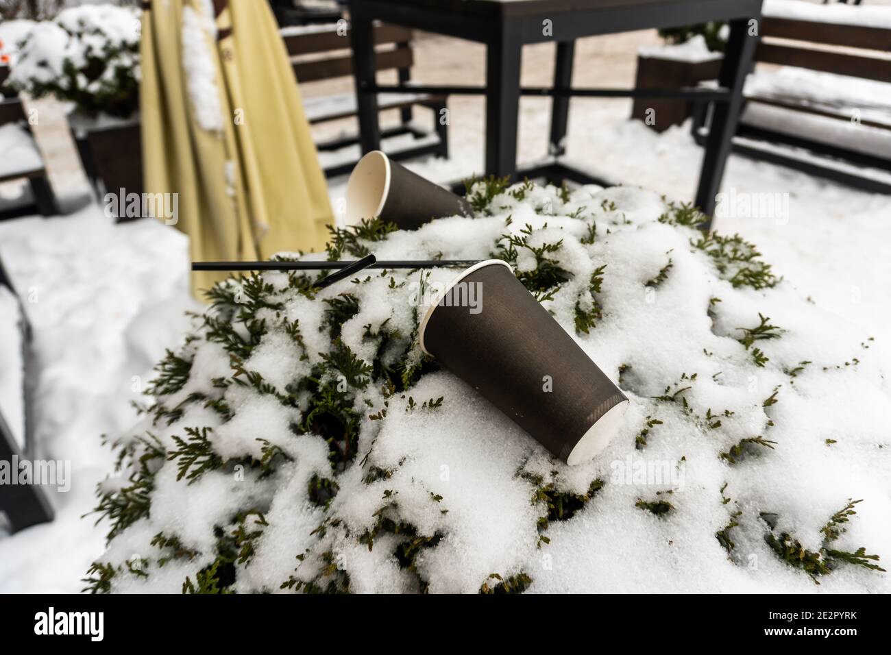 Cups and straws for coffee and tea are lying on a green bush covered with snow near an outdoor cafe in winter Stock Photo