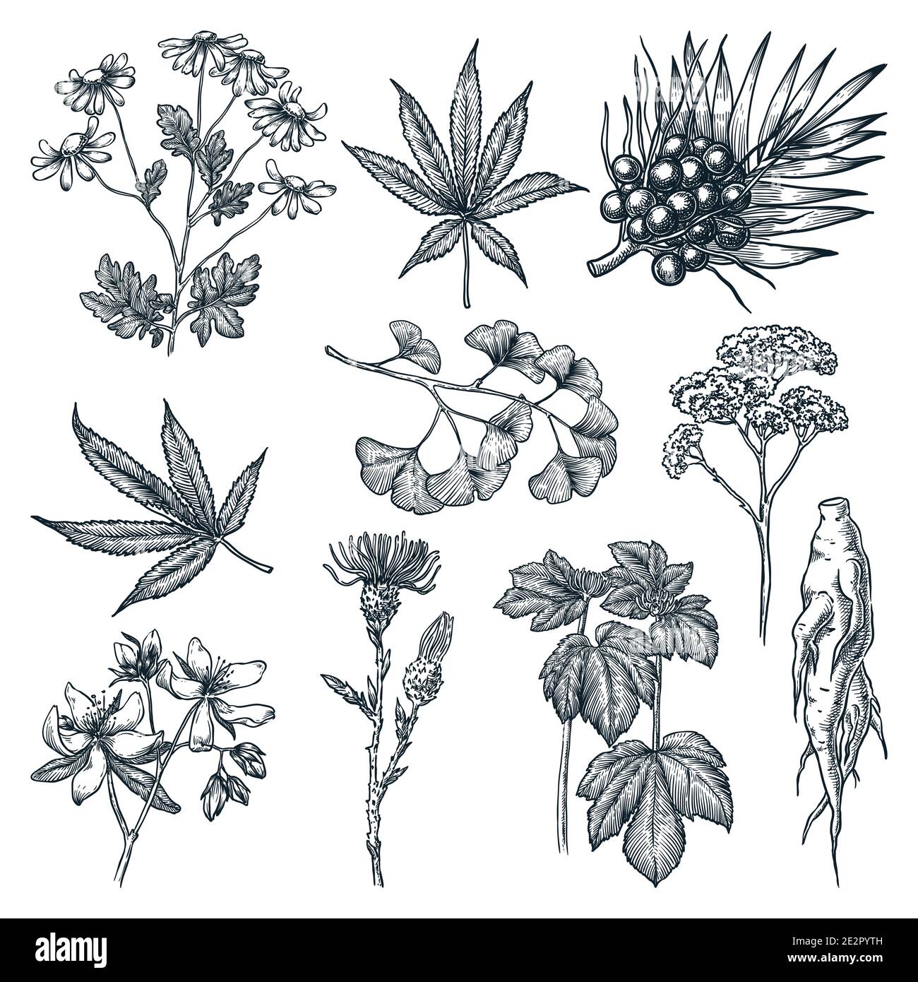 Medicinal Plants Vector Art, Icons, and Graphics for Free Download