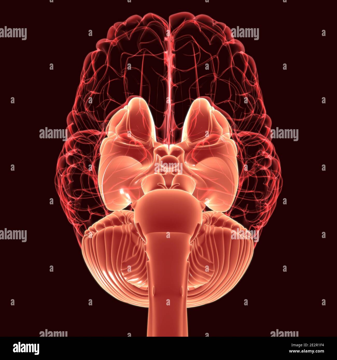 Human Brain inner parts Anatomy For Medical Concept 3D Illustration Stock Photo Alamy