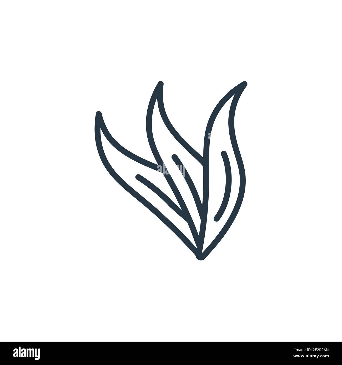 buy agave plant Variegated Fox Tail Agave Plant (Agave Attenuata 'Ray of Light') - 15 Gal main image 0