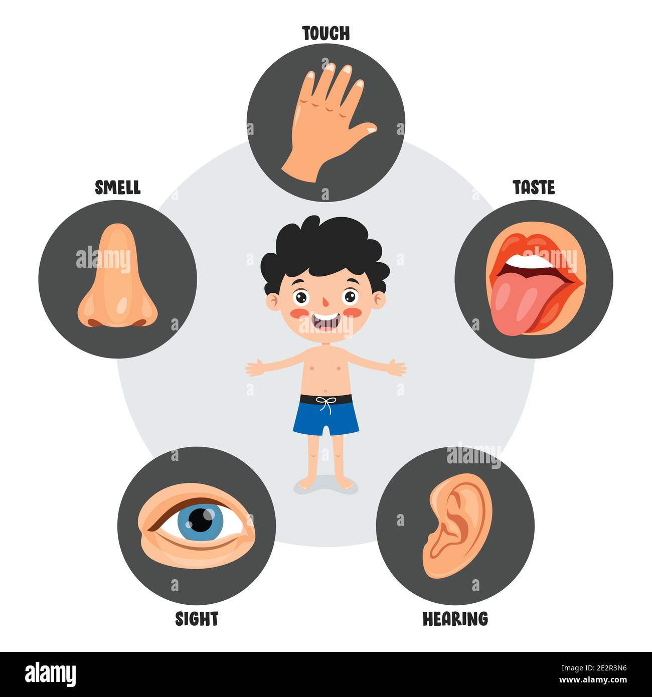 Five Senses Concept With Human Organs Stock Vector