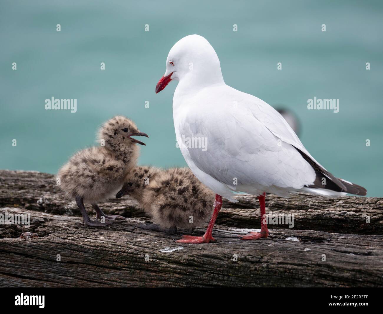 A silver gull (Chroicocephalus novaehollandiae or Larus novaehollandiae) seagull with two chicks. Stock Photo
