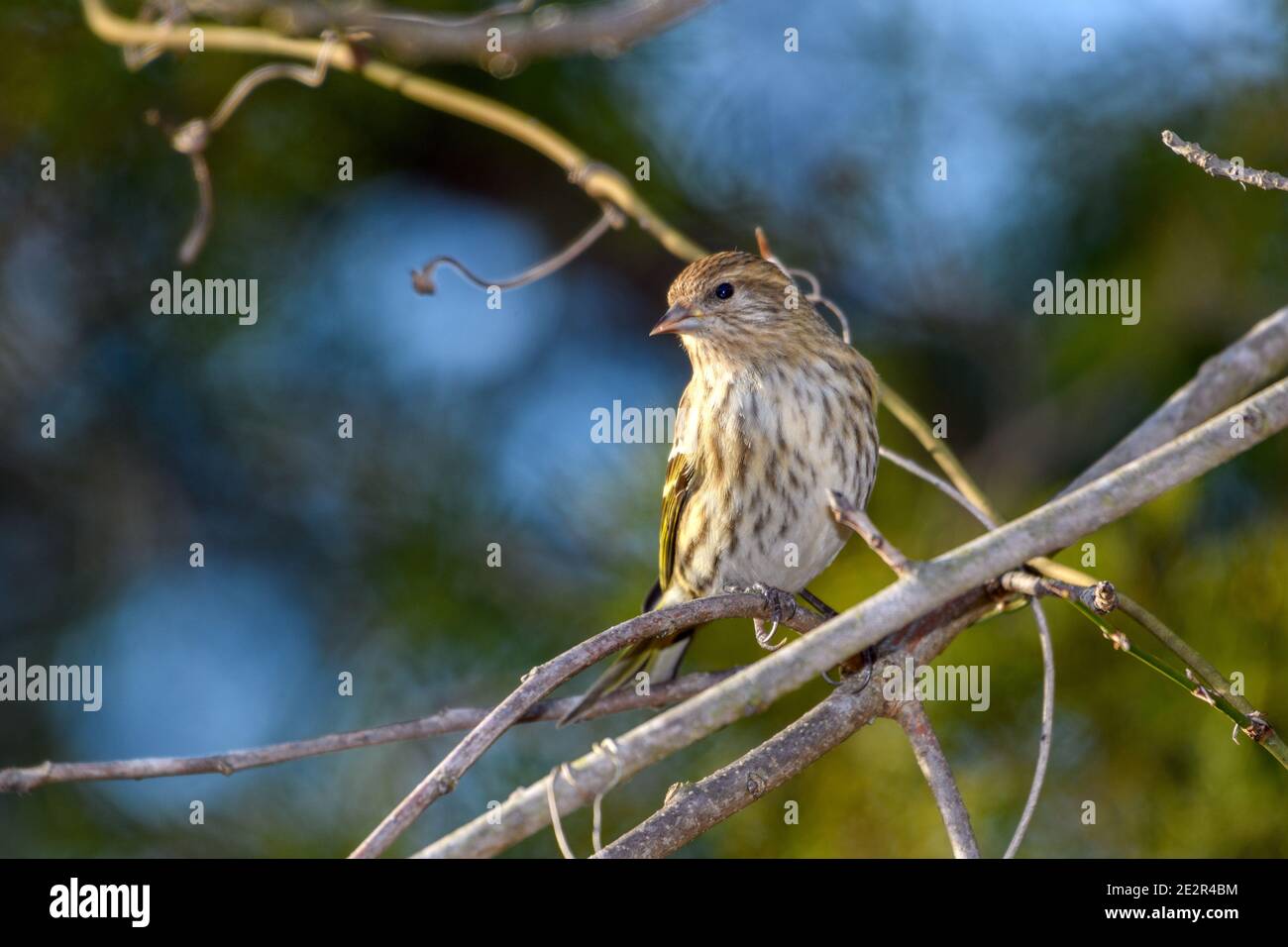 pine Siskin - Spinus pinus - perched on a branch. green foliage background Stock Photo