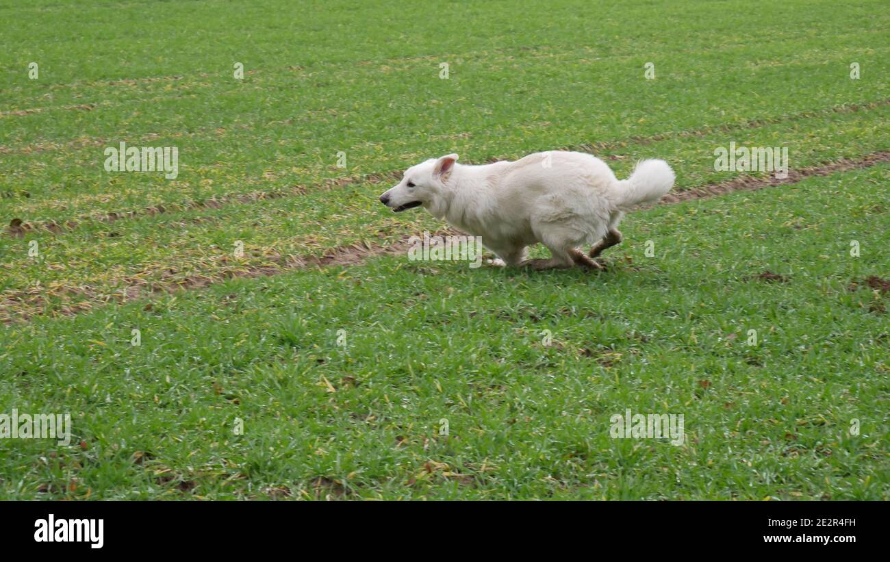 White shepherd dog (Berger Blanc Suisse) sprints energetically in a curve position across a field Stock Photo