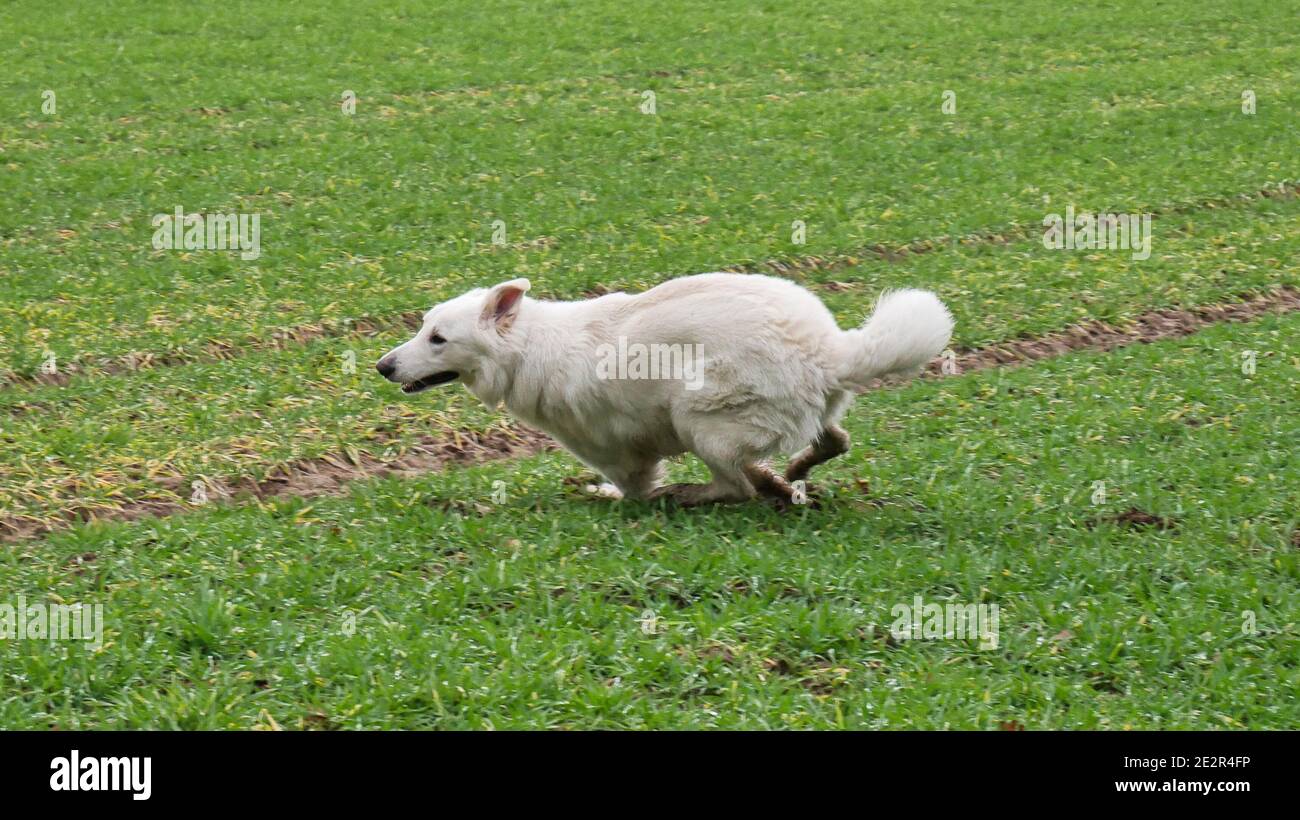 White shepherd dog (Berger Blanc Suisse) sprints energetically in a curve position across a field Stock Photo