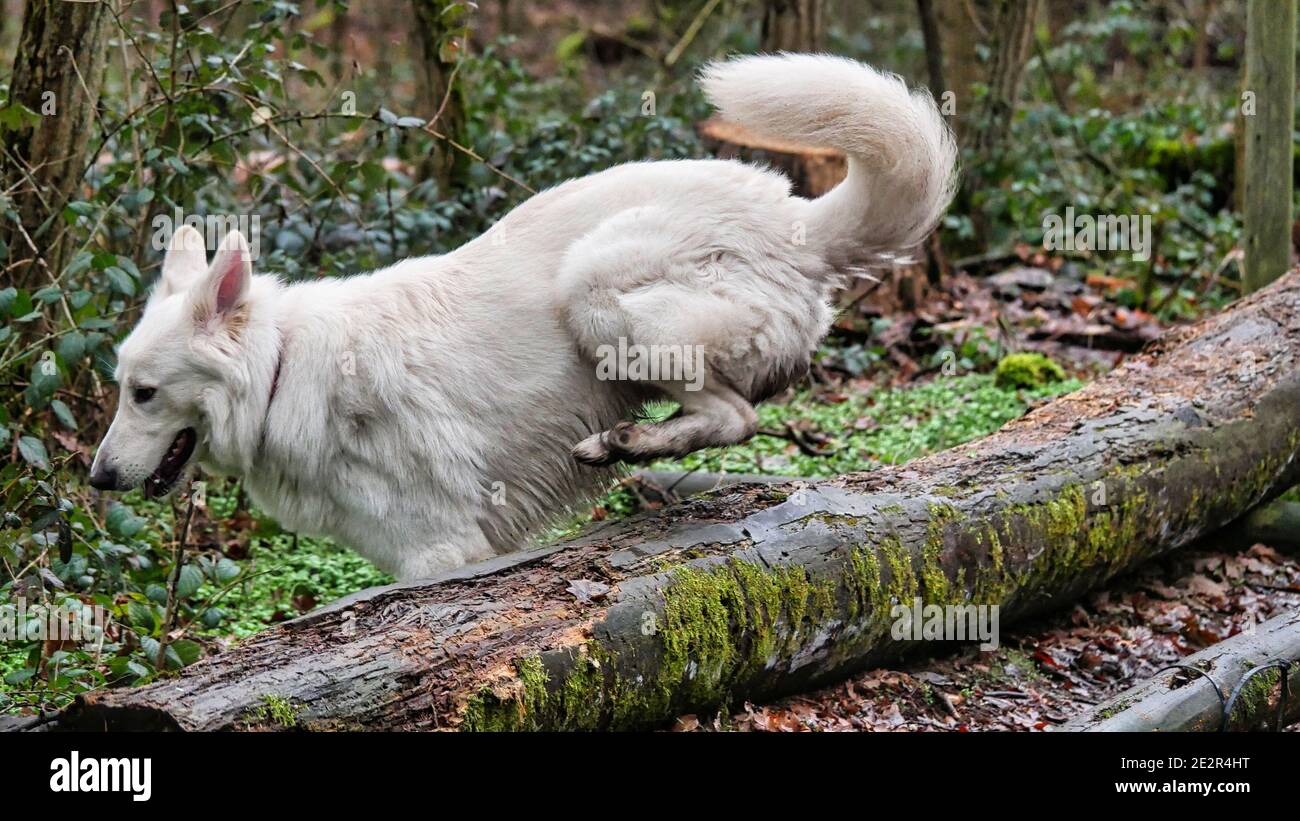 White Shepherd Dog (Berger Blanc Suisse) jumps over a tree trunk in the forest Stock Photo