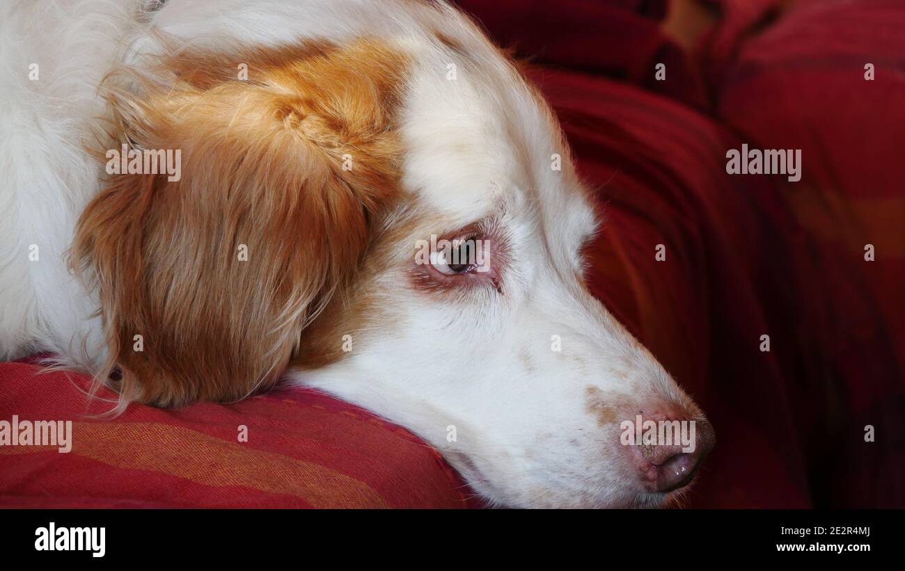 Brittany dog (Epagneul Breton) is lying on the sofa tired and looking sad or worried Stock Photo
