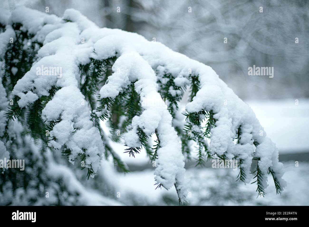 Details of Christmas tree branches covered with snow and frost in cold, winter tones Stock Photo