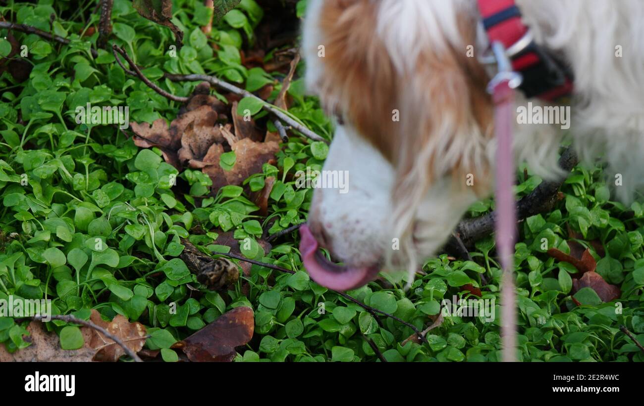 Brittany dog (Epagneul breton) licks its snout while sniffing green leaves in the forest Stock Photo