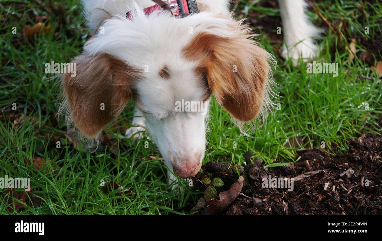 Brittany dog (Epagneul breton) sniffs in the grass on the forest floor Stock Photo