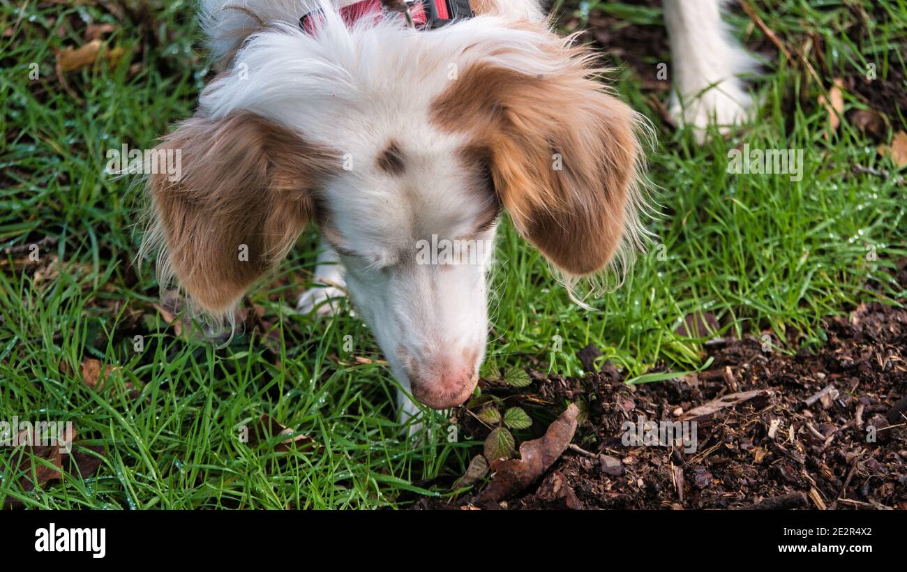 Brittany dog (Epagneul breton) sniffs in the grass on the forest floor Stock Photo