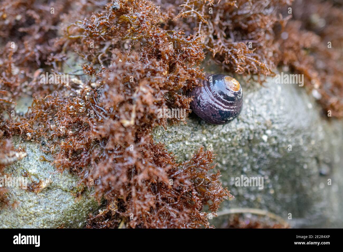 Small sea snail crawling on a rock in sea weeds Stock Photo