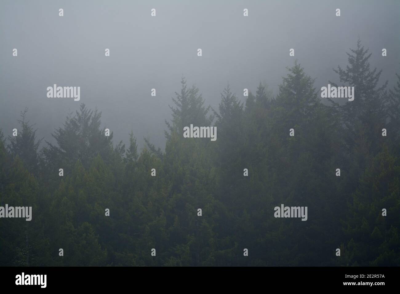 Panorama dense pine tree hi-res stock photography and images - Alamy