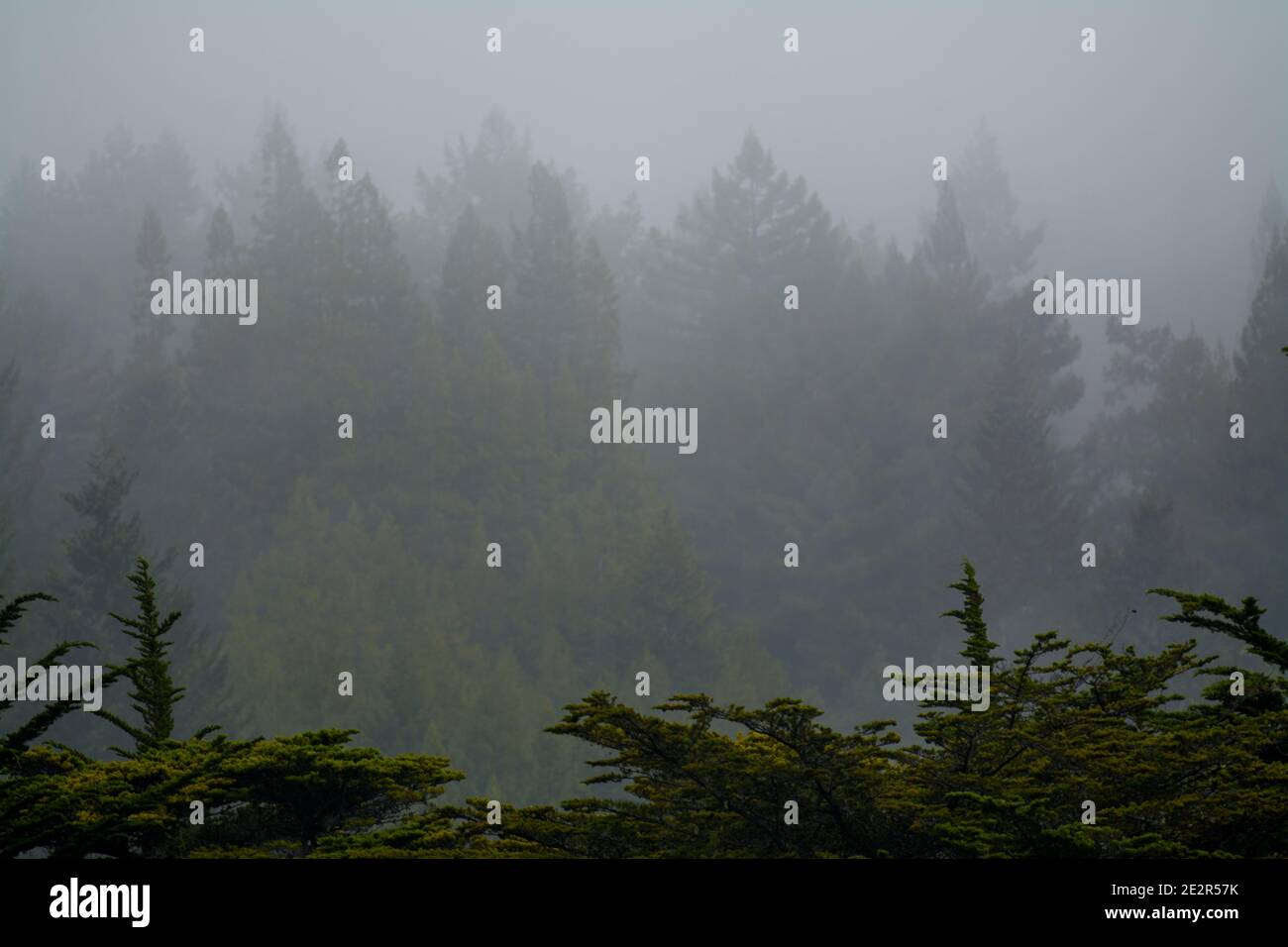 Pine tree forest horizon in the fog Stock Photo - Alamy