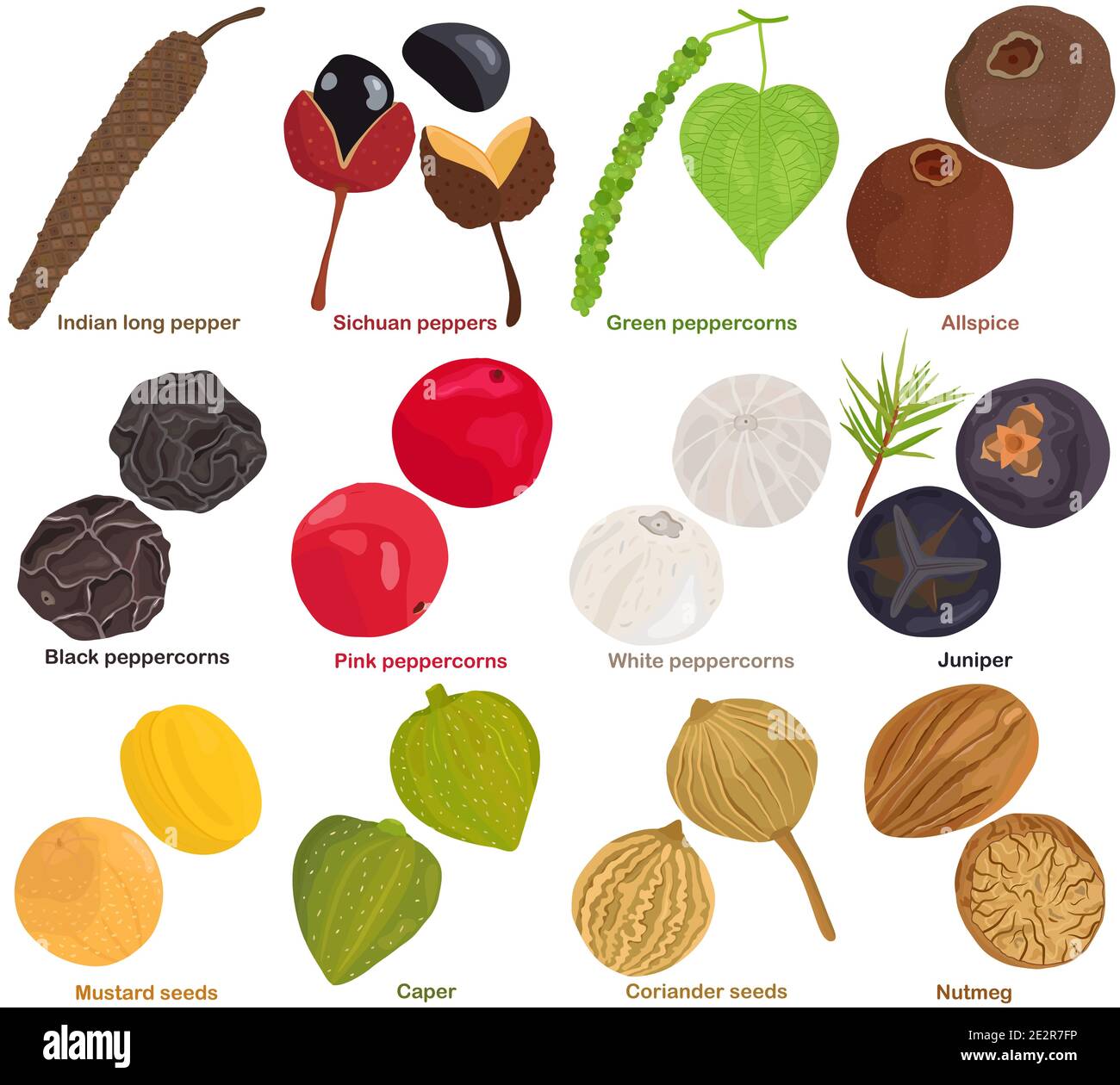 Vector of aromatic Herb seed, vegetable - pepper, peppercorn, allspice, juniper, mustard seeds, caper, coriander, nutmeg. Healthy ingredients. Stock Vector
