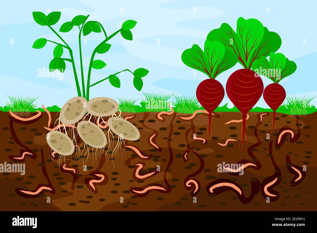 Ground cutaway with earthworms and vegetable. Illustration of earthworms in garden soil.Air and water passage in the soil created by earthworms.Vector Stock Vector