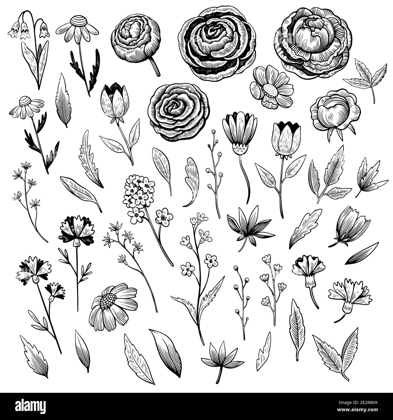 Set of hand drawn flowers, branches and leaves in black and white ink engraving style. Stock Vector