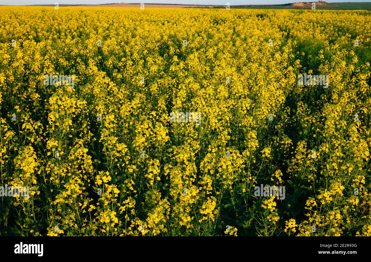 Field of Canola plants in the Chapman Valley east of Geraldton, Western Australia Stock Photo