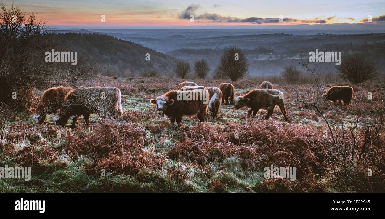 Shot of a grazing herd of cows in an autumn field Stock Photo - Alamy