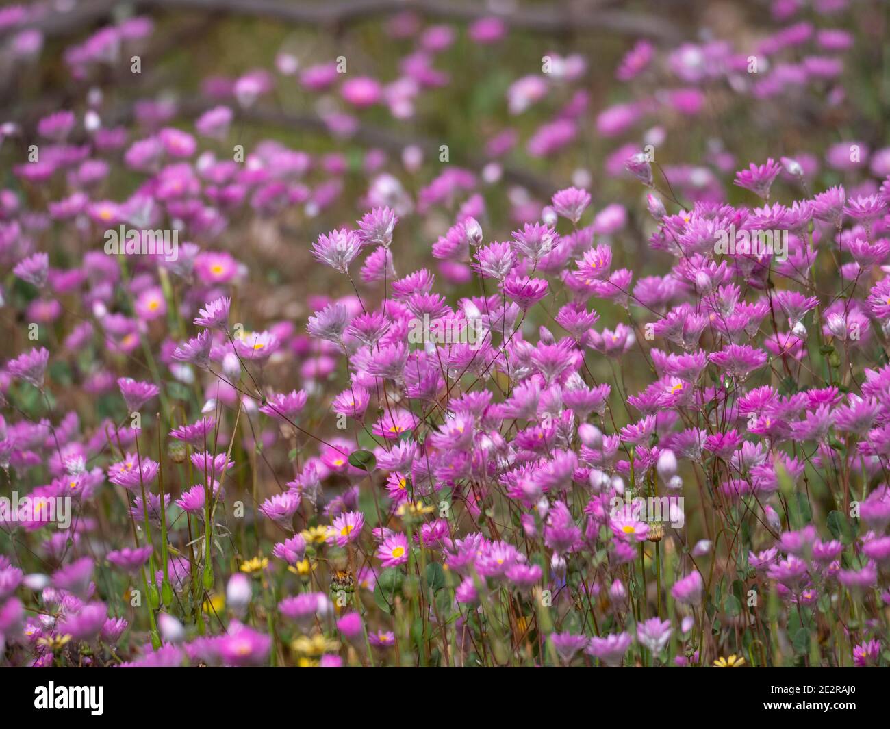 Western Australian wild flowers background. Stock Photo