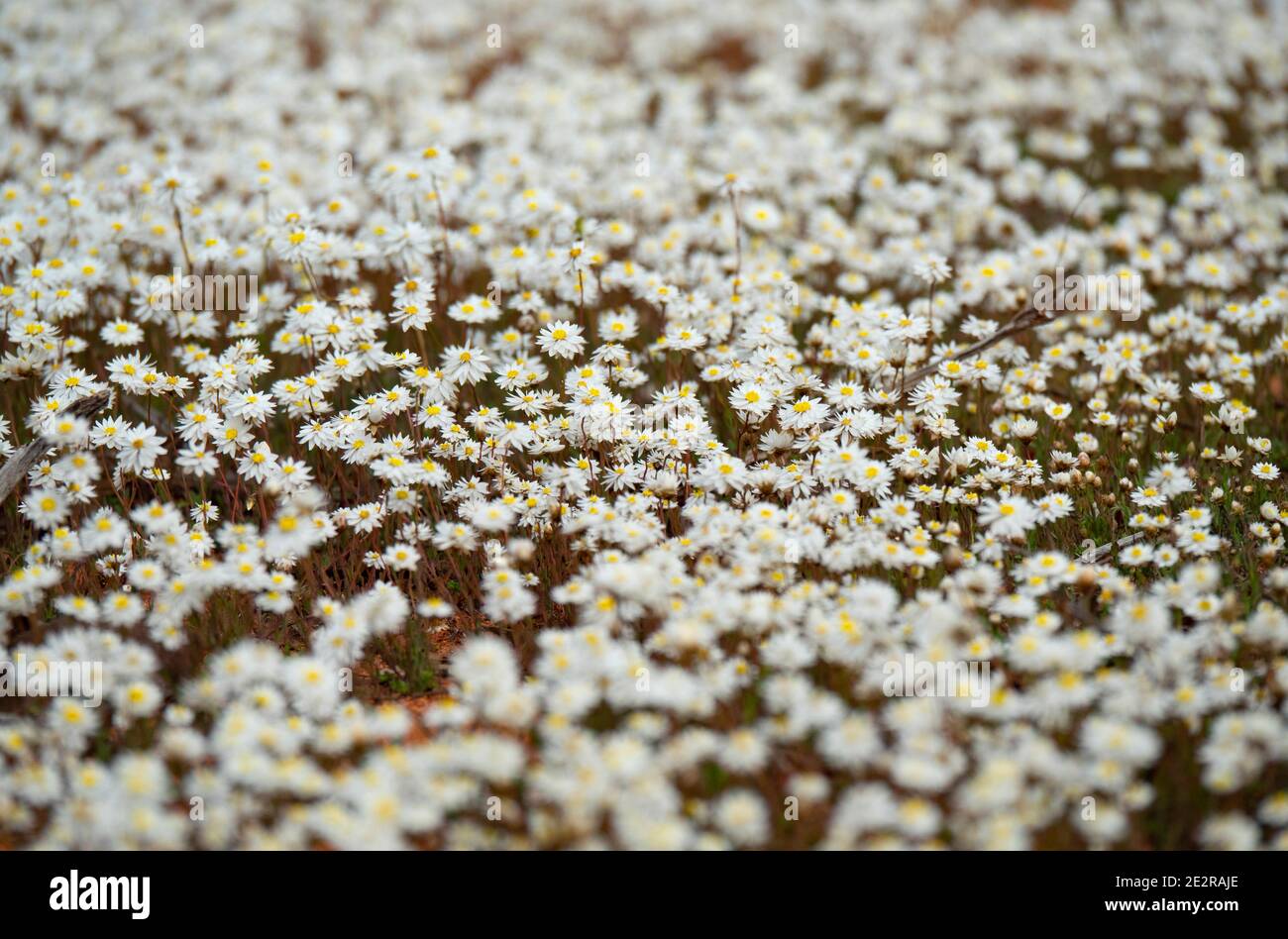 White everlasting flowers - Paper Daisys - wildflowers near Morawa Western Australia. Stock Photo