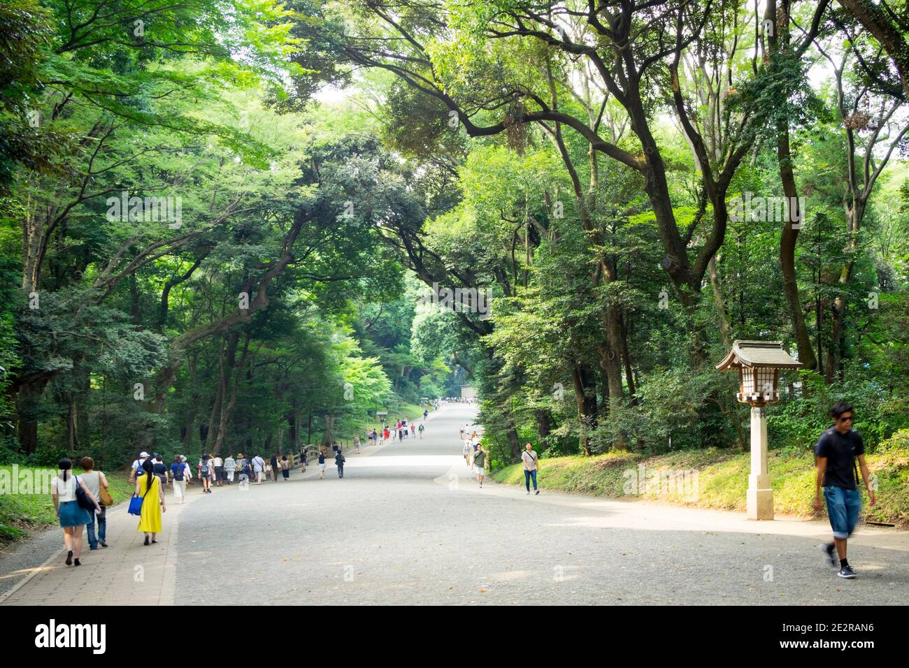 A forested path to Meiji Jingu (Meiji Shrine), adjacent to Yoyogi Park in Shibuya, Tokyo, Japan. Stock Photo