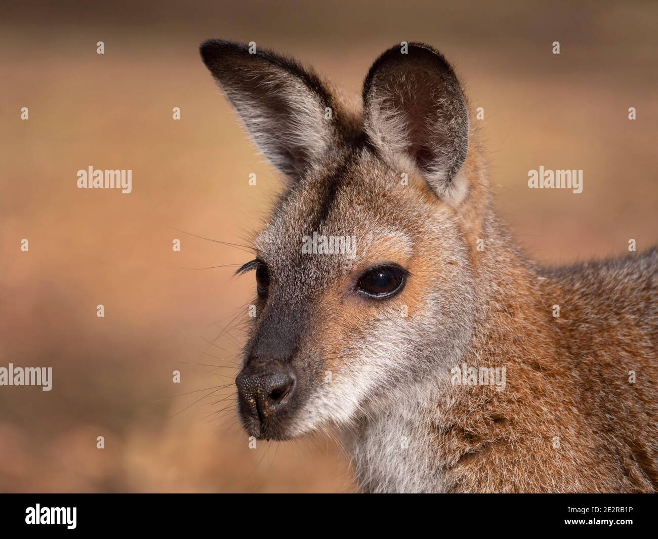 Red-necked Wallaby, Macropus rufogriseus,  head and shoulder portrait in bushland near Dubbo in Central West of New South Wales, Australia Stock Photo