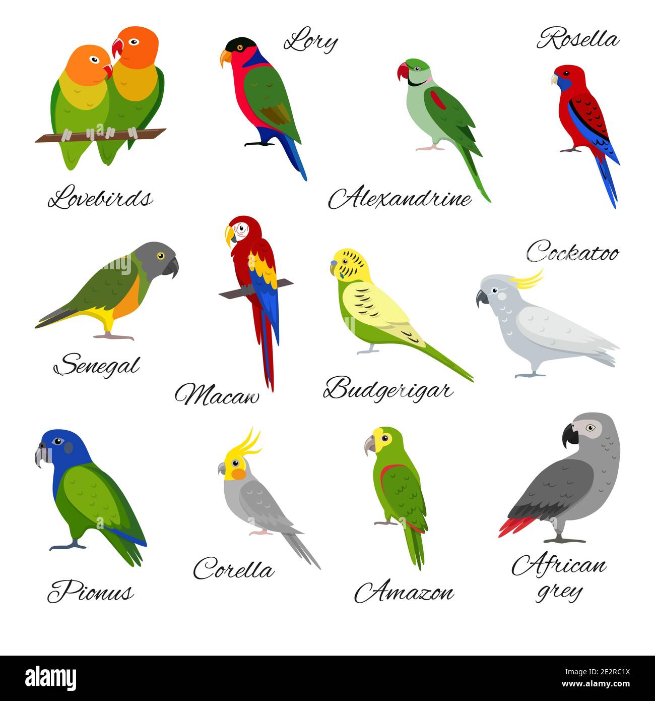 animal bird symbolism