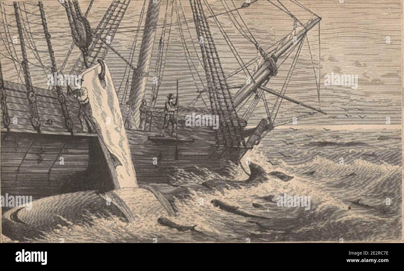 Flense Whale Blubber Historic High Resolution Stock Photography and Images - Alamy