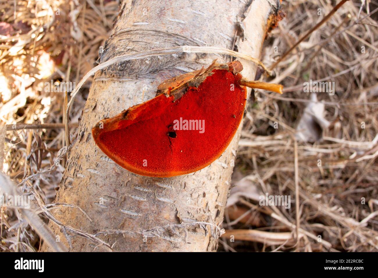 Cinnabar polypore mushroom (Pycnoporus cinnabarinus) on a fallen red birch log (Betula occidentalis), showing the bright red/orange pores. Stock Photo