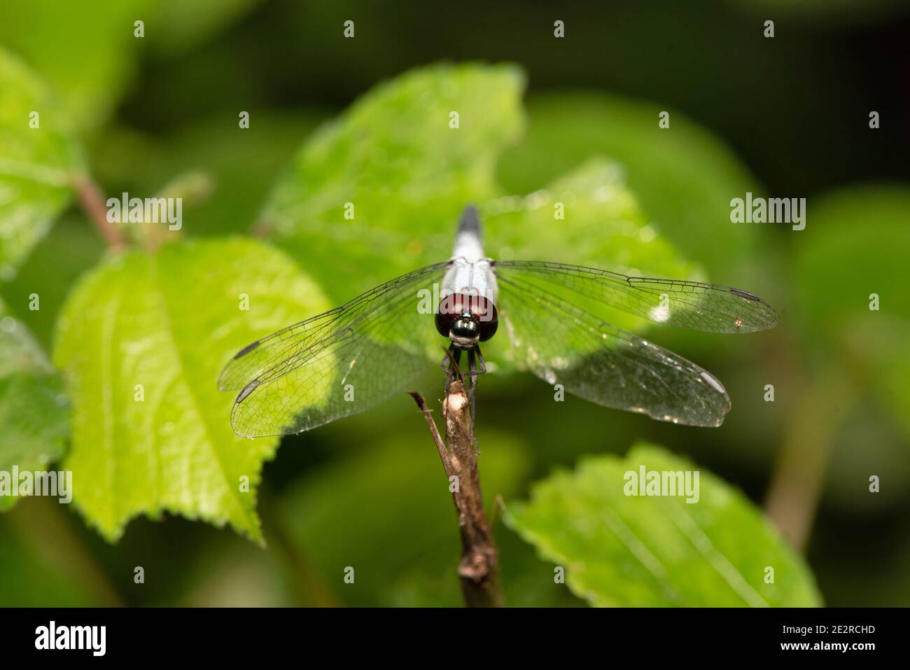 Dragonfly, Aethriamanta sp, Bokaro, West Bengal, India Stock Photo