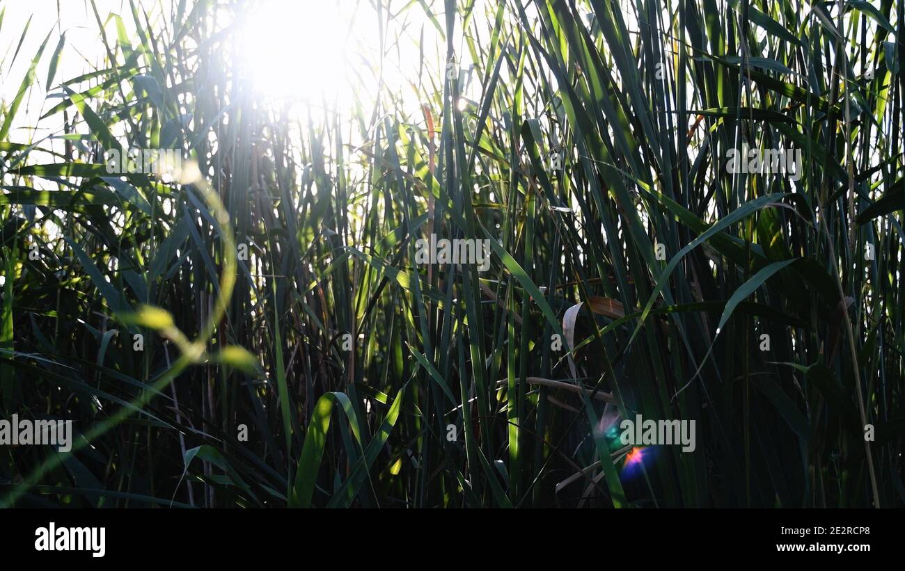 Blurry bright sunlight with lens flares shine through tangled reeds of ...