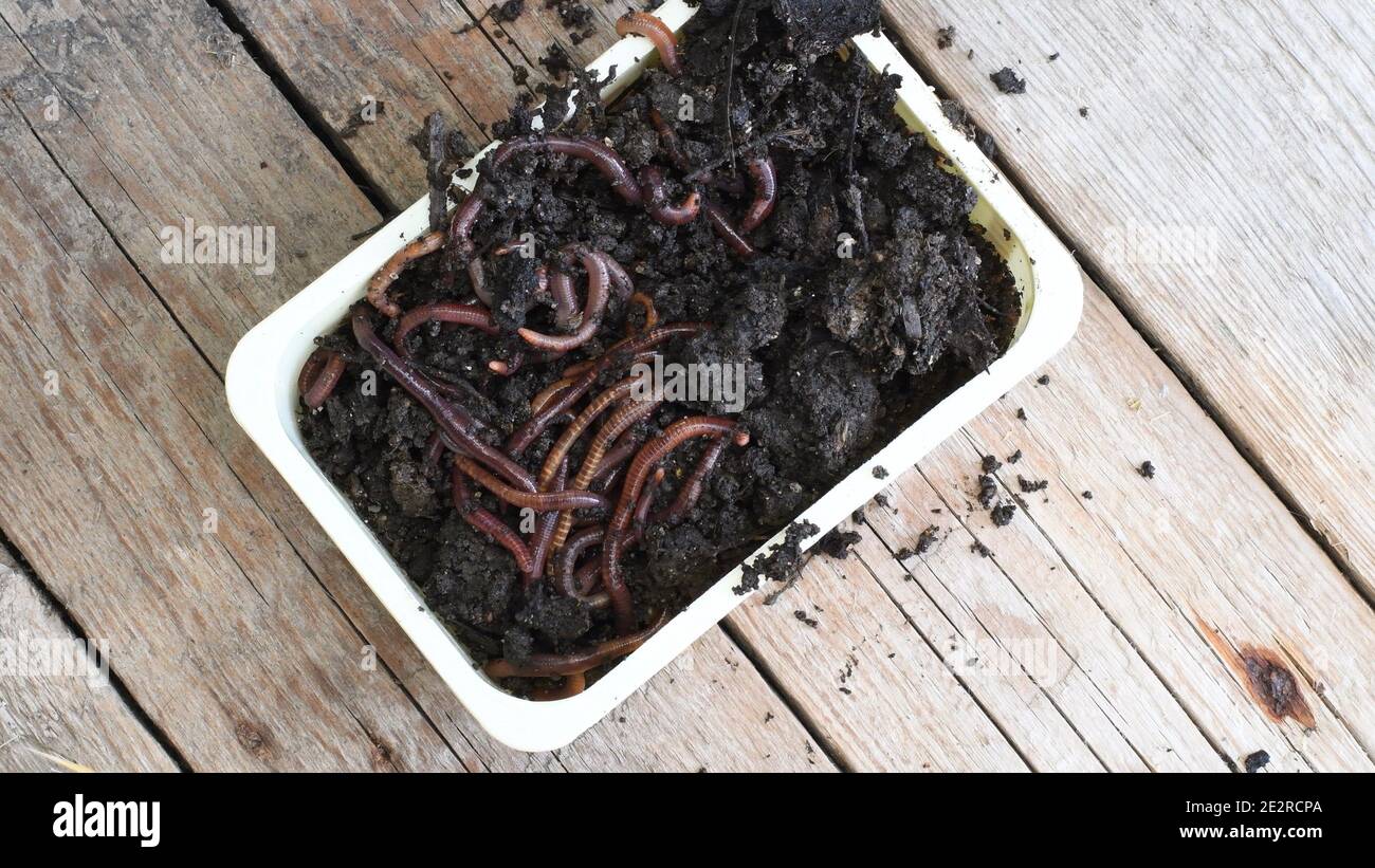 Earthworms crawl and hide in wet black soil inside rectangular box on rustic wooden background with copy space. Closeup of worms as bait for fishing. Stock Photo