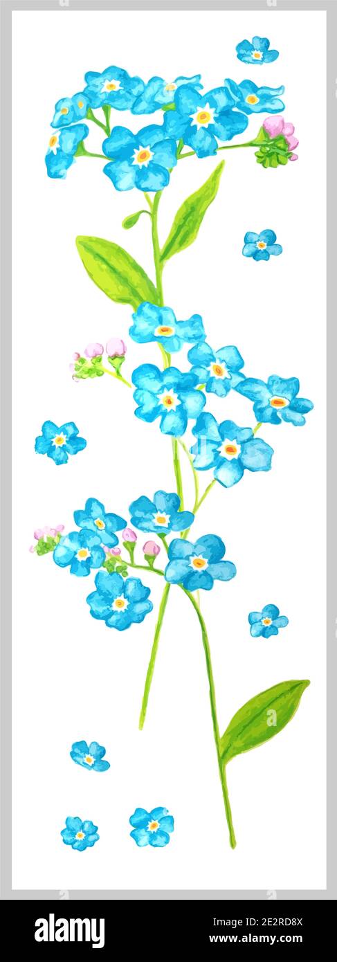 Card With Forget Me Not Flowers Isolated On White Background Blue And Green Illustration Stock Photo Alamy