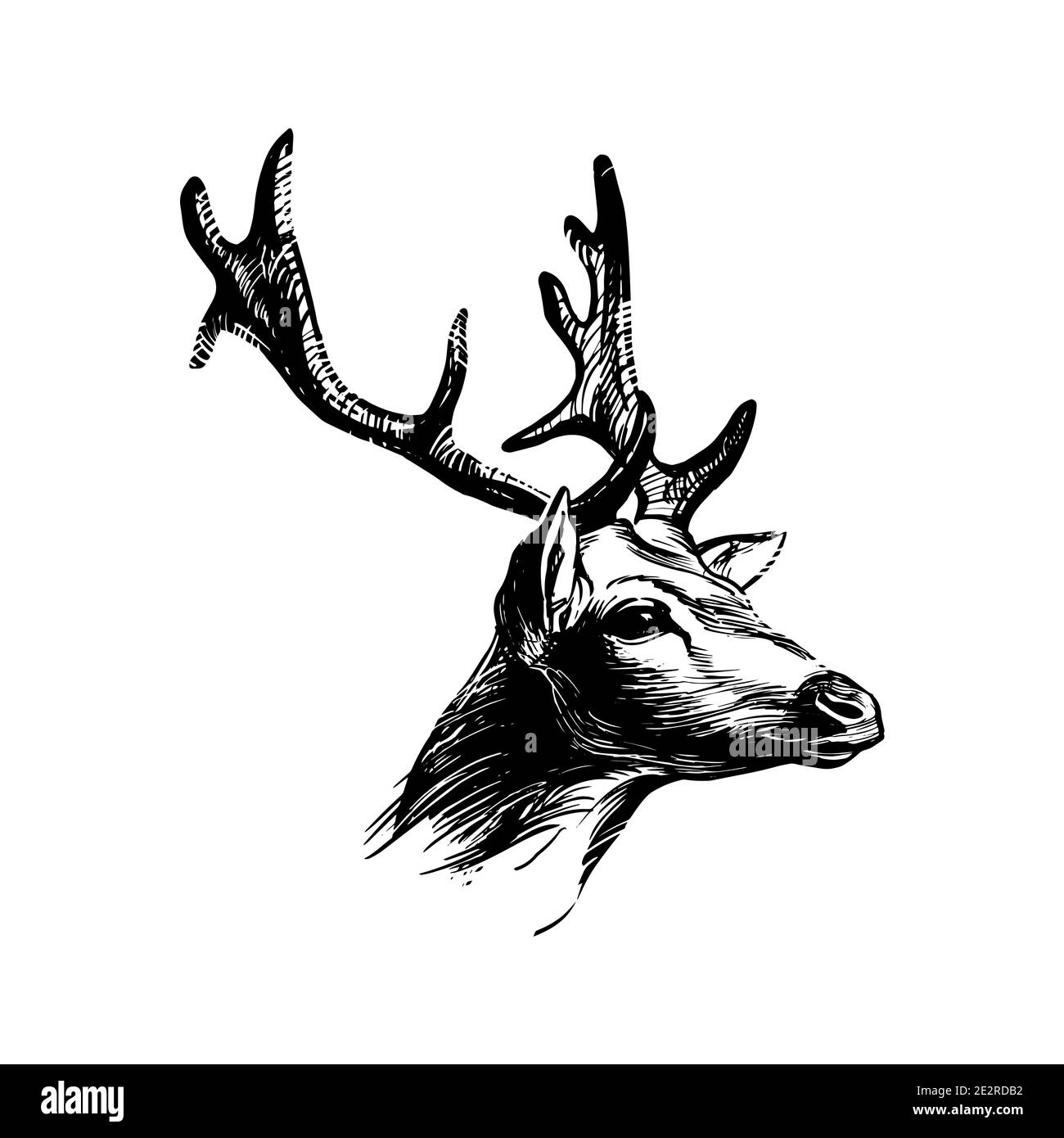 Deer head. Graphic ink drawing for print, vintage hipster style. Symbol of  nobility Stock Vector Image & Art - Alamy