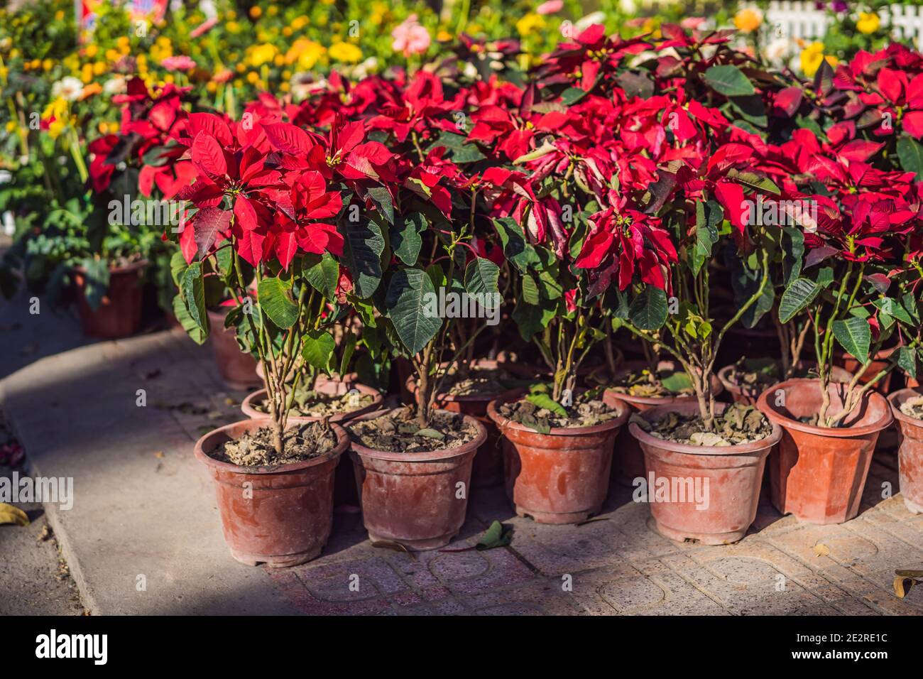 Red Flowers for Tet. Decoration item for Lunar new year with text Happy new year in Vietnamese and wishes of all the best Stock Photo