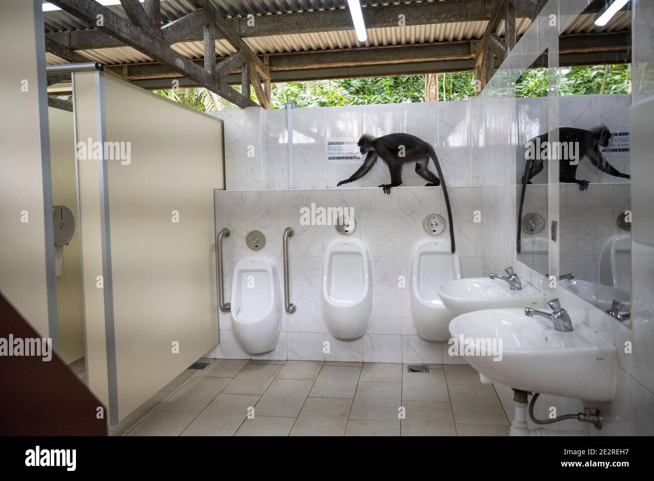 Singapore. 14th Jan, 2021. A wild dusky langur crawls in a public